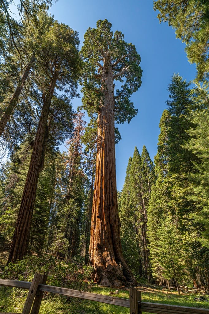General Grant Tree in Kings Canyon National Park.
