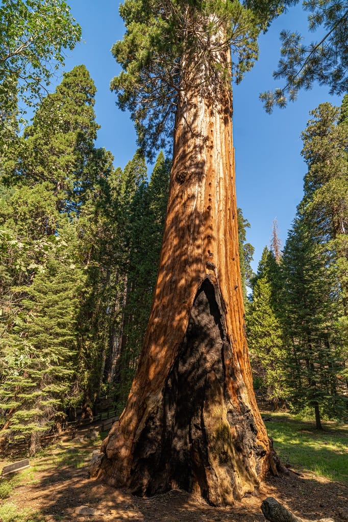 General Grant Tree burn scar