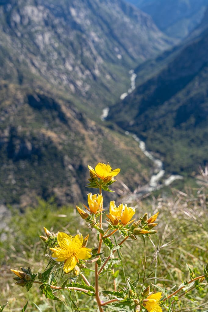 View of yellow wildflowers with Kings Canyon in the background seen from Junction View.