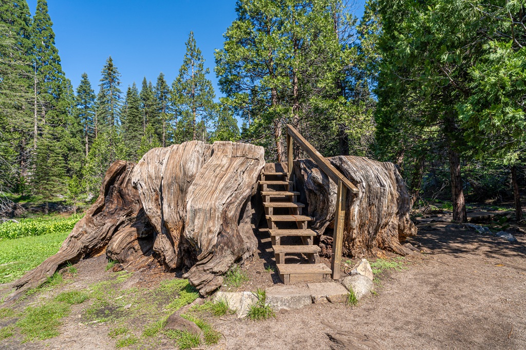 Massive giant sequoia stump with stairs leading to the top known as Big Stump or Mark Twain Stump in Kings Canyon National Park.