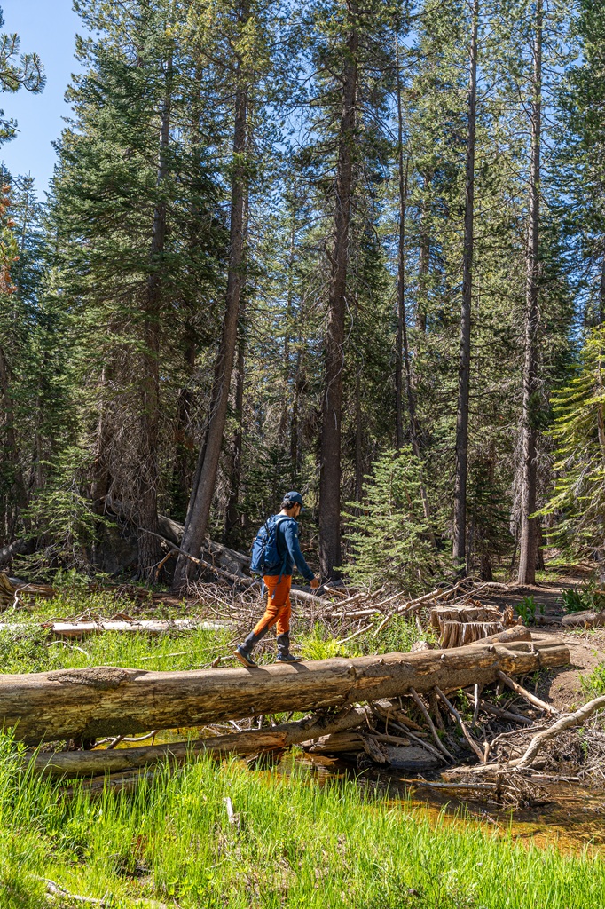 Man walking on a log over Porcupine Creek along the North Dome Trail in Yosemite National Park.