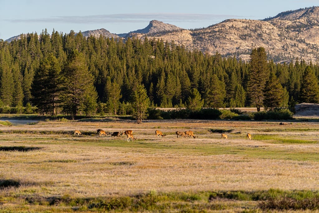 Group of deer grazing in Tuolumne Meadows in Yosemite National Park.