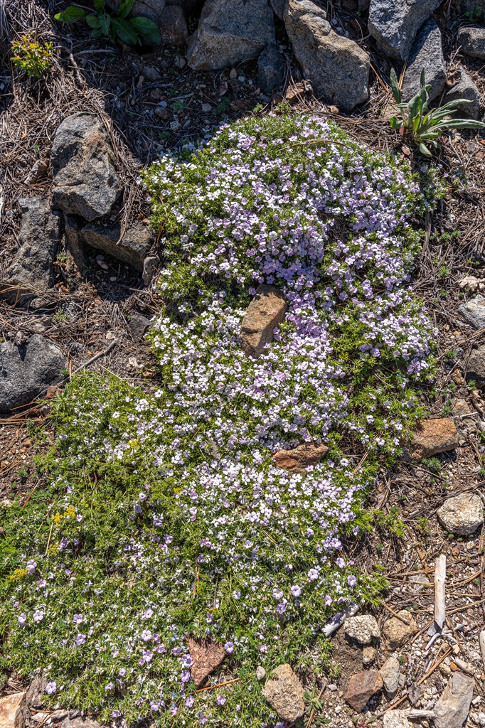 Small purple flowers seen along the Big Baldy Trail in Kings Canyon National Park.