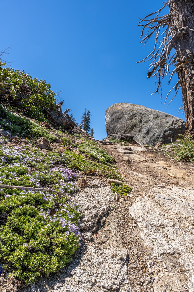 Big Baldy Trail in Kings Canyon National Park during spring with small flowers blooming alongside the trail.