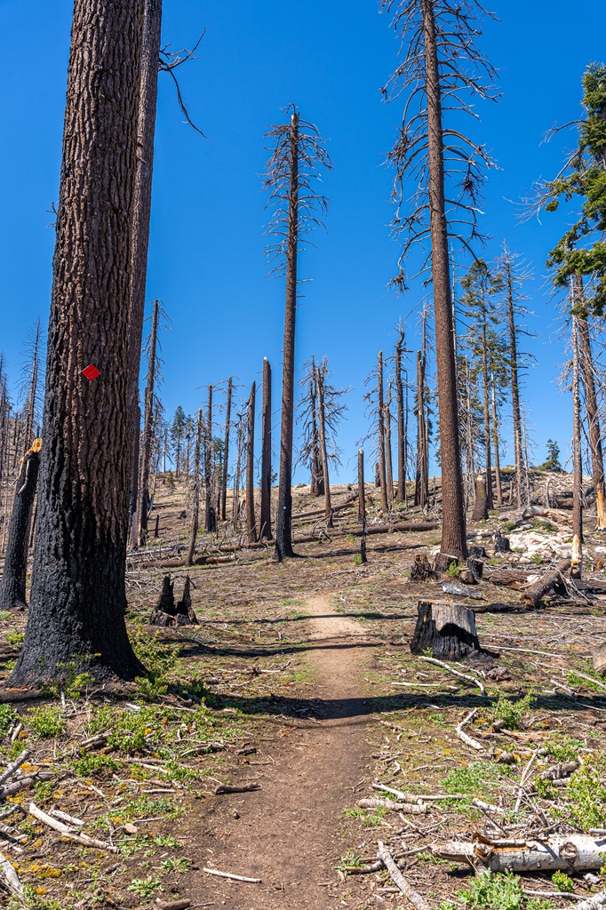 Burned trees along the Big Baldy Trail in Kings Canyon National Park.