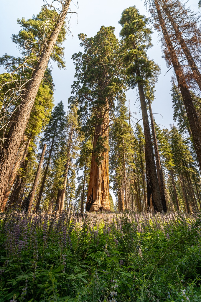 Lupines and giant sequoia trees in Sequoia National Park.