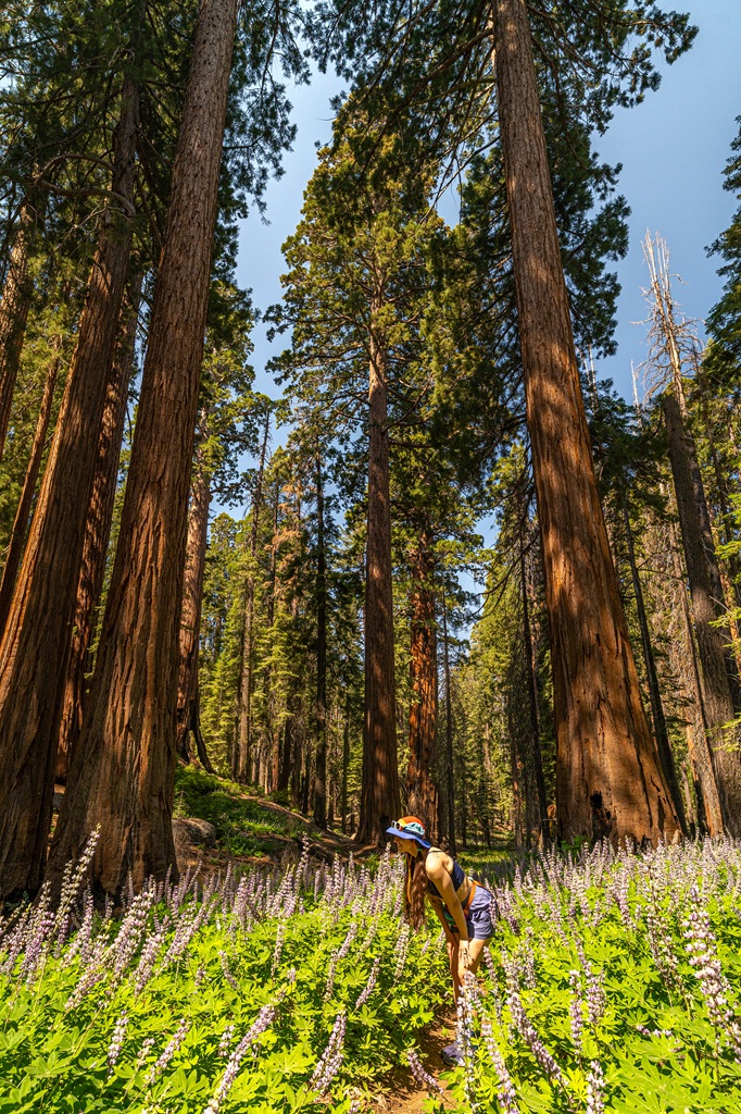 Woman sniffing wildflowers in Sequoia National Park.