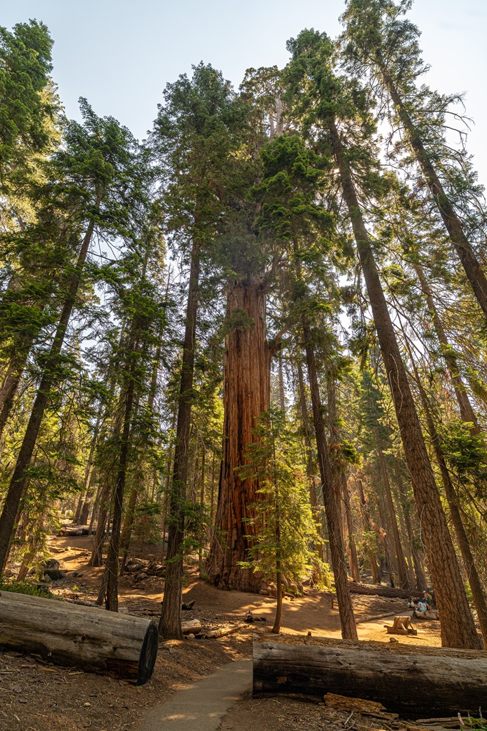 View of President Tree from the Congress Trail in Sequoia National Park.