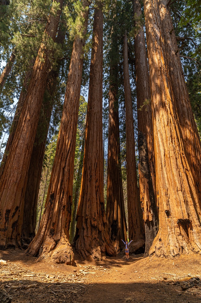 Woman standing in the middle of a cluster of giant sequoias in Sequoia National Park.
