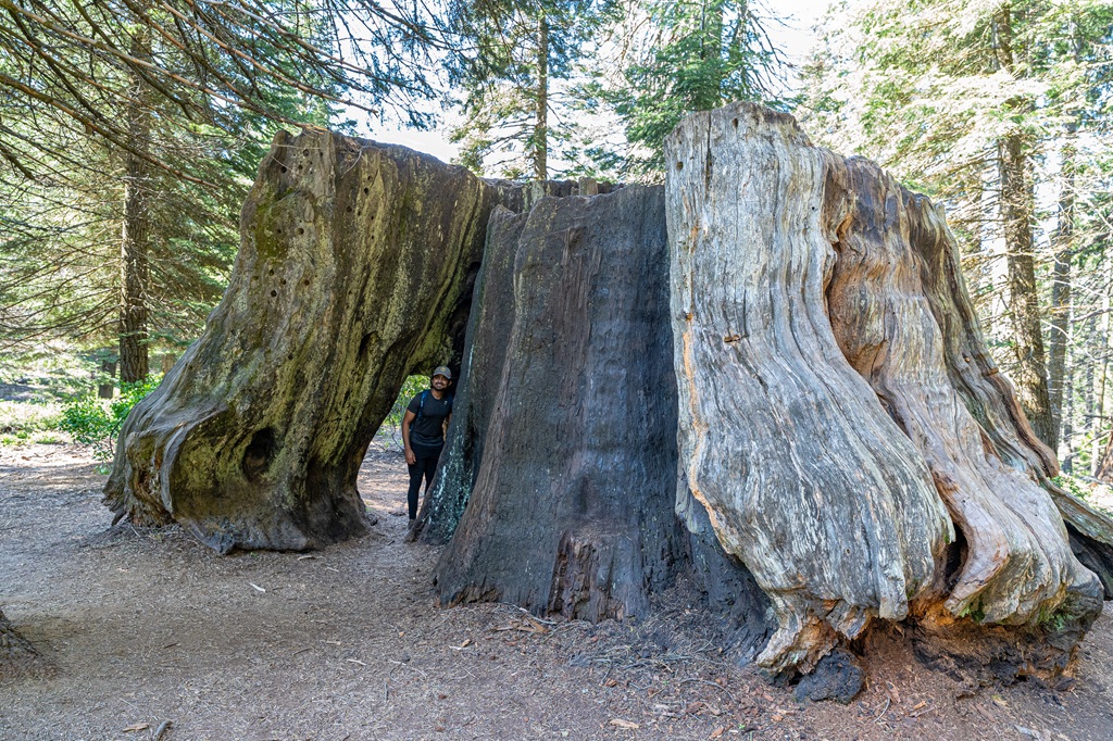Man standing beside a giant sequoia stump along the Big Stump Trail in Kings Canyon National Park.