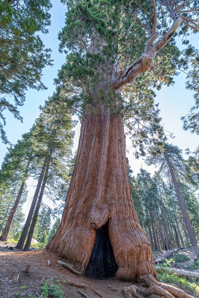 Giant sequoia tree seen along the Big Stump Trail in Kings Canyon National Park.