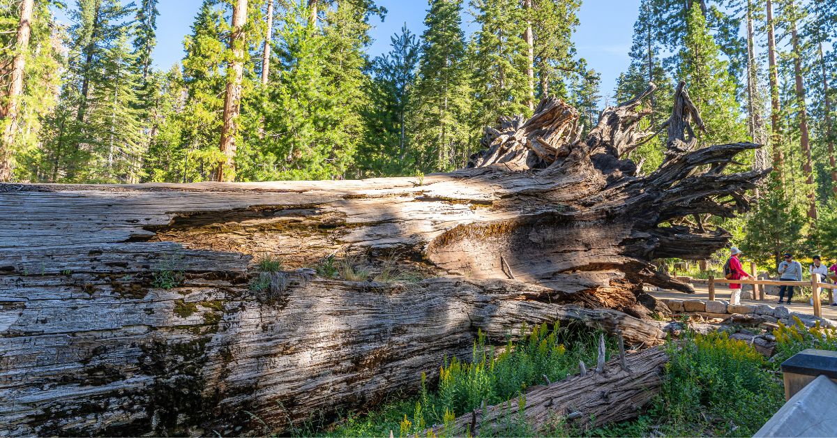 Big Trees Loop Trail in Yosemite National Park.