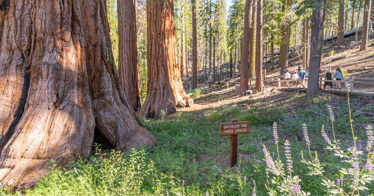 Grizzly Giant Loop Trail in Yosemite National Park.