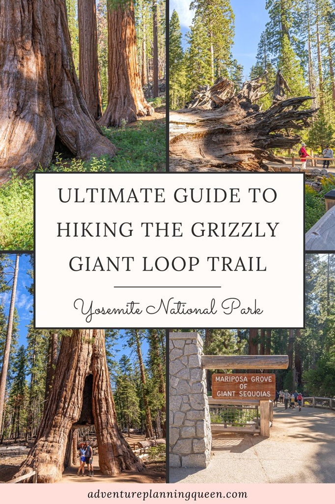 This blog post is an ultimate guide about hiking the Grizzly Giant Loop Trail in Yosemite National Park.