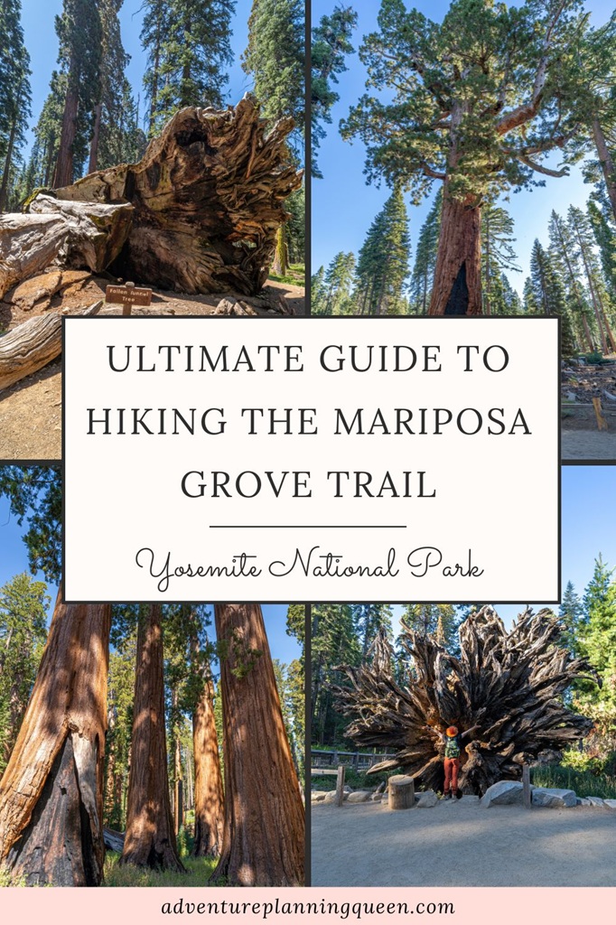 This blog post is an ultimate guide to hiking the Mariposa Grove Trail in Yosemite National Park.
