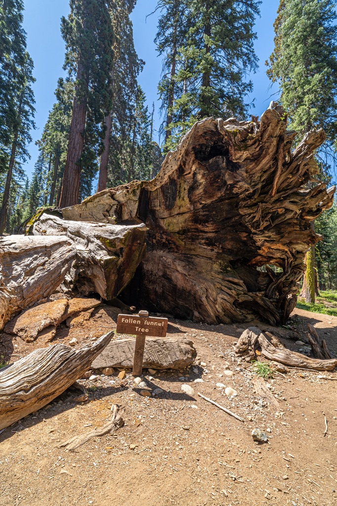 Fallen Wawona Tunnel Tree in Mariposa Grove in Yosemite National Park.
