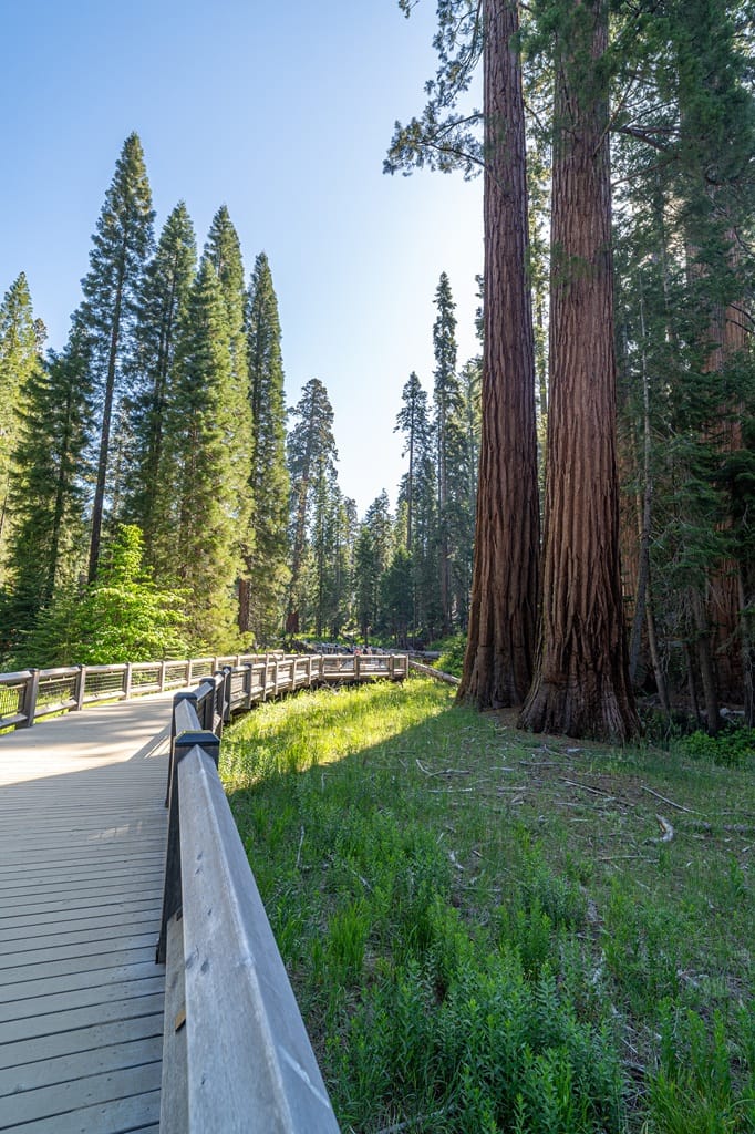 Boardwalk along the Big Trees Loop Trail with giant sequoias along the trail in Mariposa Grove.