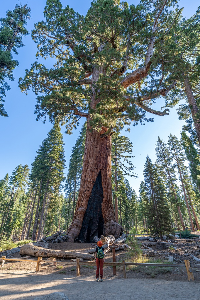 Woman looking up at the Grizzly Giant in Mariposa Grove.
