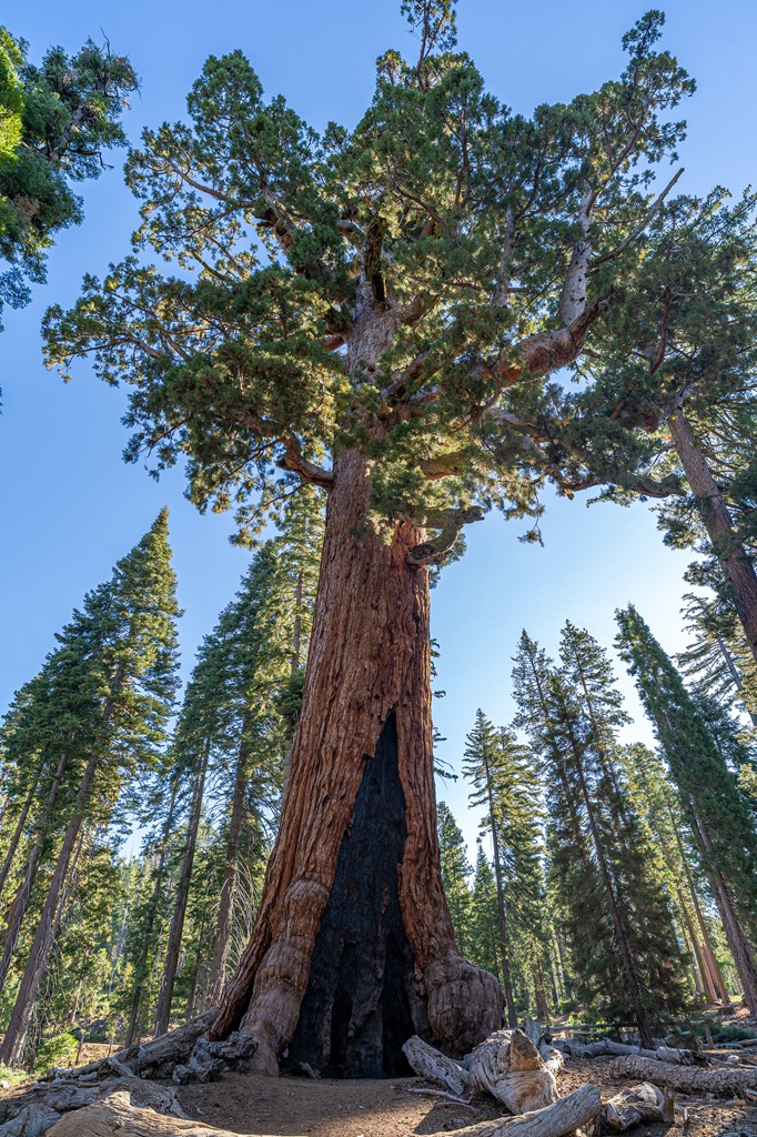 Grizzly Giant in Mariposa Grove in Yosemite National Park.