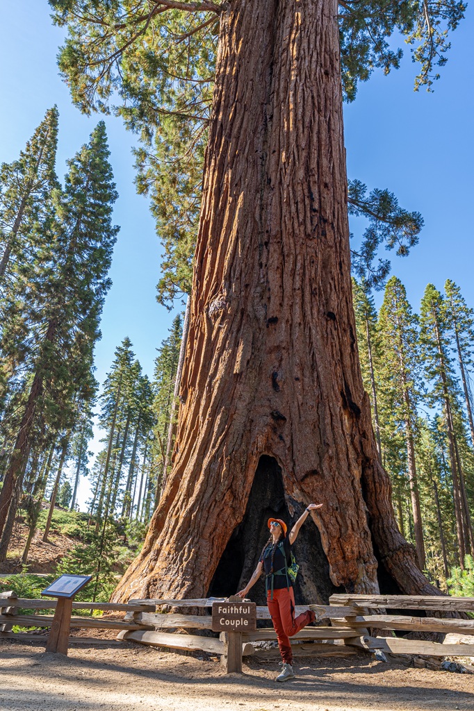 Woman posing for a picture in front of the Faithful Couple in Mariposa Grove.