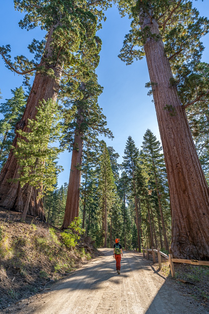 Woman walking on the Mariposa Grove Trail in Yosemite National Park.