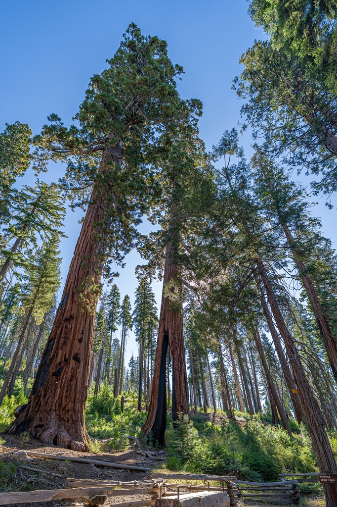View of the Clothespin Tree from the Mariposa Grove Trail in Yosemite National Park.
