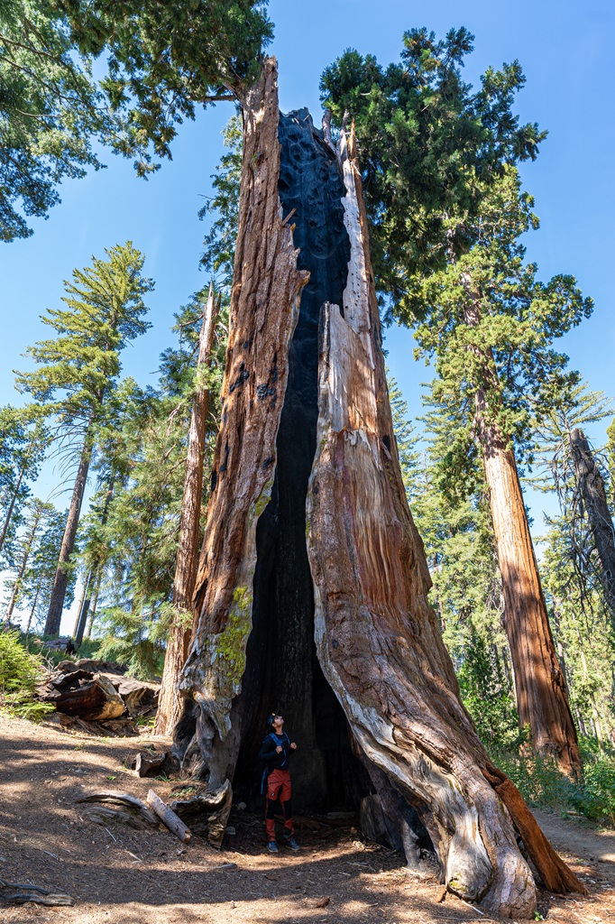 Man standing inside the Telescope Tree in Mariposa Grove.