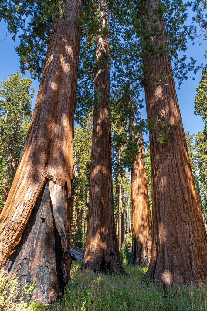 Lupines growing beneath giant sequoias in Mariposa Grove.