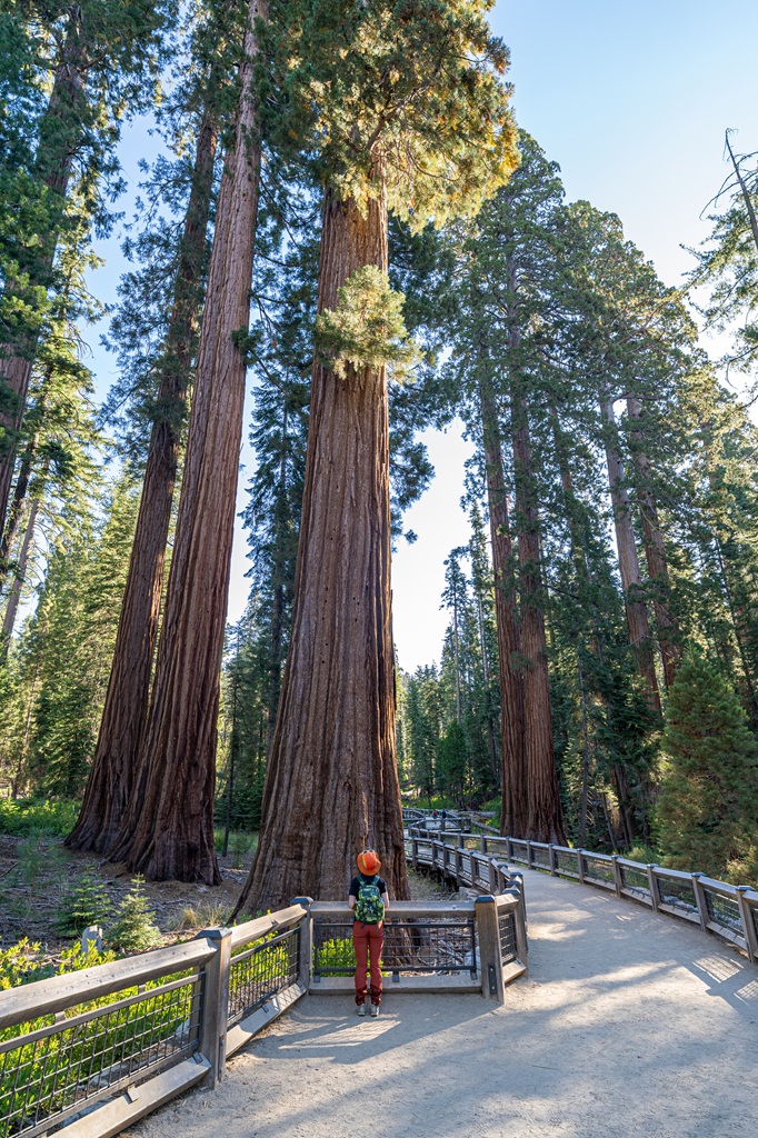 Woman standing on the Mariposa Grove Trail looking up at a giant sequoia in Mariposa Grove.