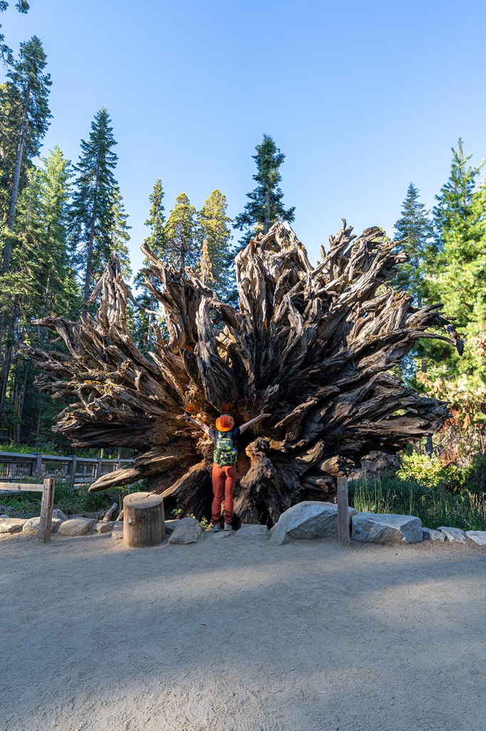 Woman standing in front of the roots of a fallen giant sequoia known as the Fallen Monarch in Mariposa Grove.
