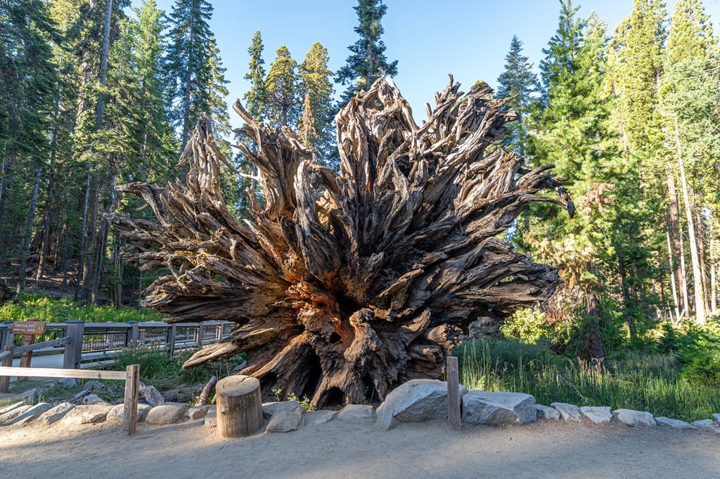 Root system of a fallen giant sequoia known as the Fallen Monarch in Mariposa Grove.