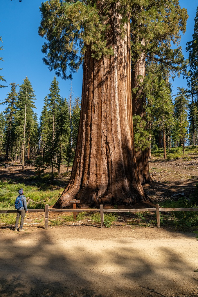 Man looking at the Mariposa Tree in Mariposa Grove.